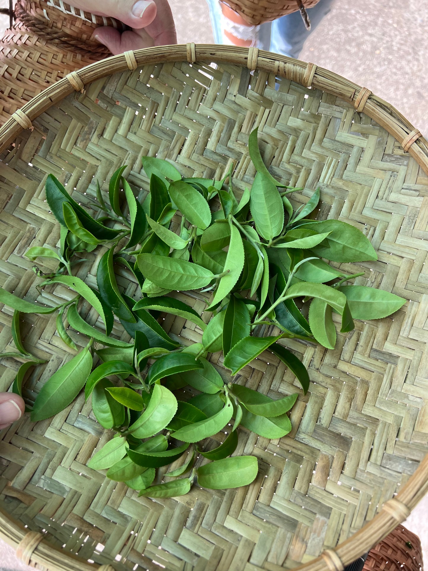 Hand Roasted Green Tea