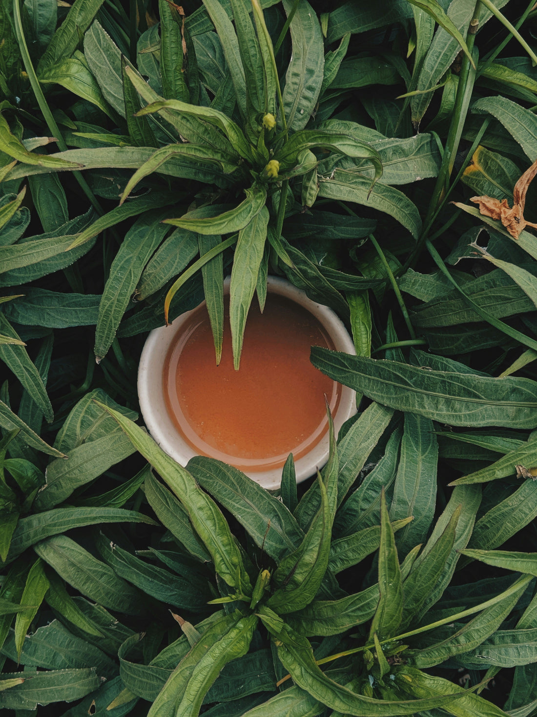 Health Benefits of Drinking Green Tea Every Day