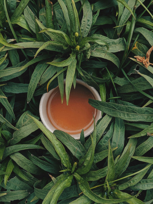 Health Benefits of Drinking Green Tea Every Day