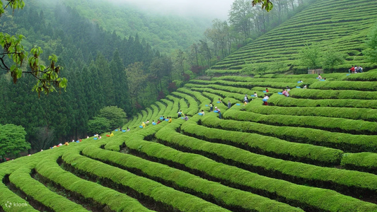 unveiling the health treasures of green tea: a comprehensive guide for health enthusiasts