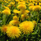Dandelion Detox - Roasted Dandelion Root
