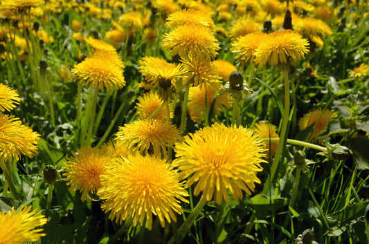 Dandelion Detox - Roasted Dandelion Root